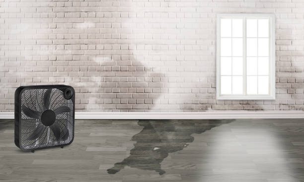 Best Water damage restoration mold remediation  in Lakewood, CO